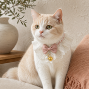 Cream cat wearing the Sunday Best lace collar