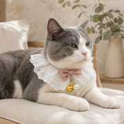 Gray and white cat wearing the Sunday Best lace collar